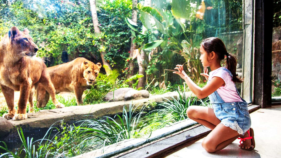 Lion