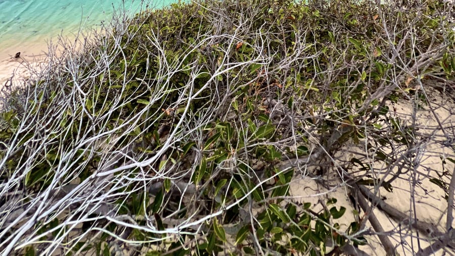Lençóis Maranhenses National Park.