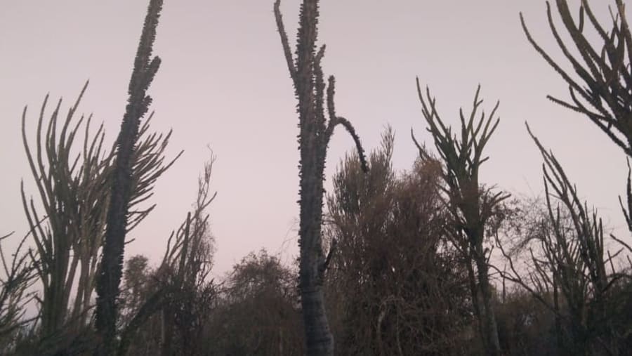 Spiny Forest
