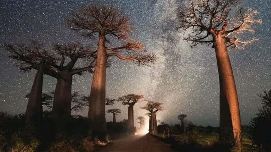Baobab Avenue with Stars & Milkiway