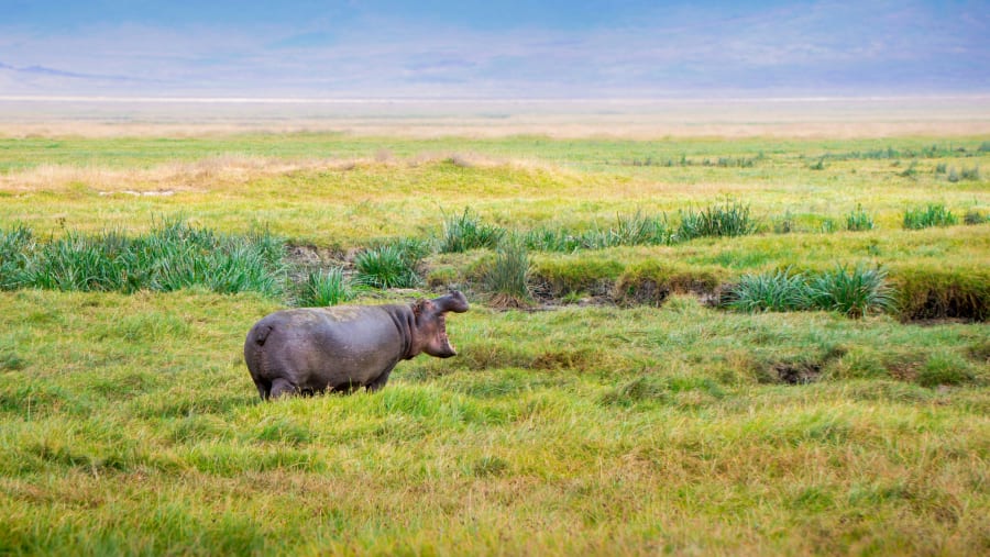 Hippo