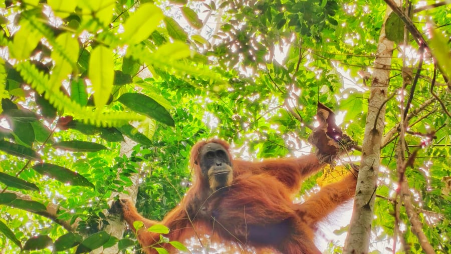 Orangutan Spotting