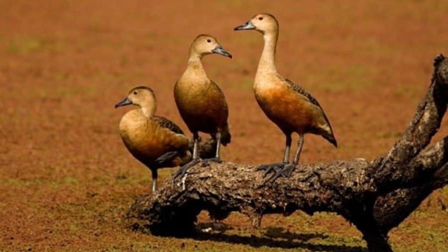 Bharatpur Bird Sanctuary.