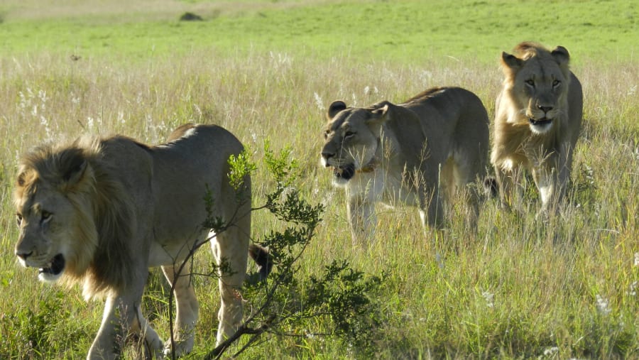 Big 7 Safaris in Addo Park