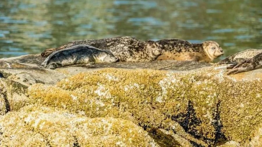 Harbor seals