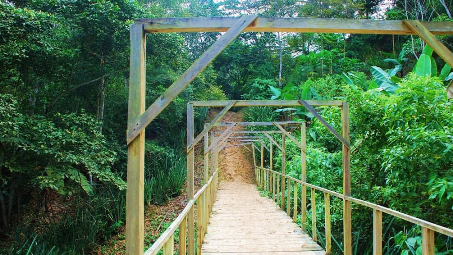 Pacoche Rainforest
