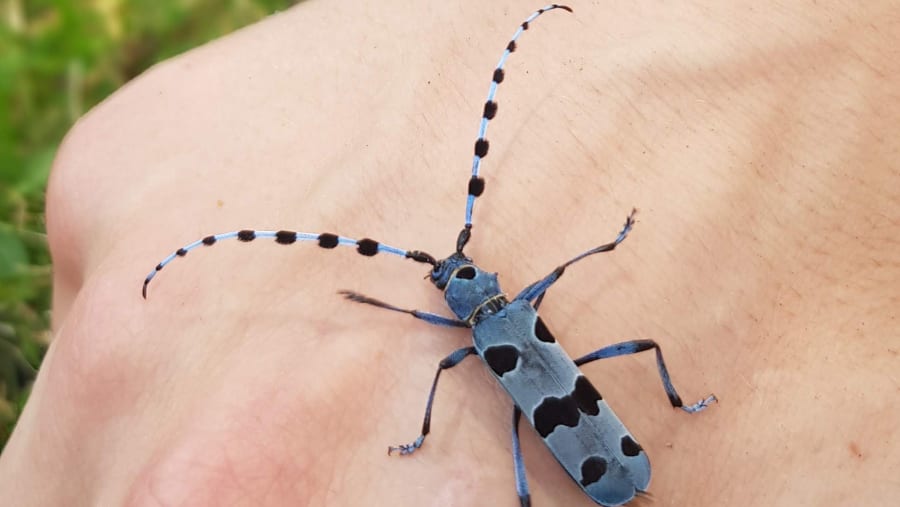 See Various Species Of Bugs