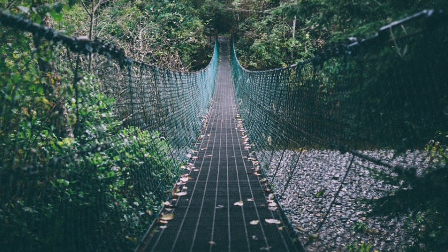 Forest Walkway