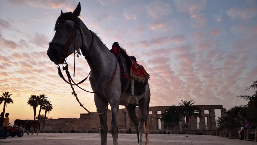 Horse for Carriage