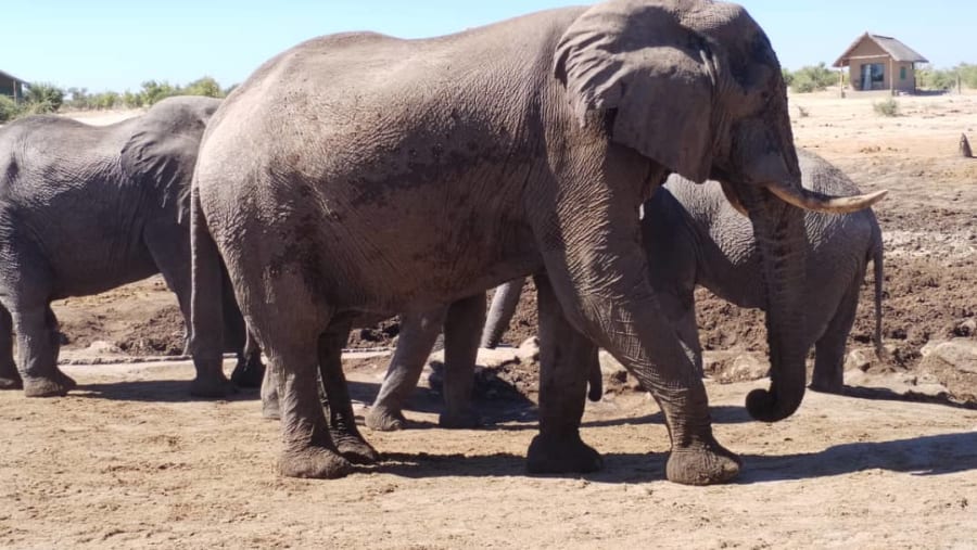 Witness the gigantic African elephant at Chobe National Park