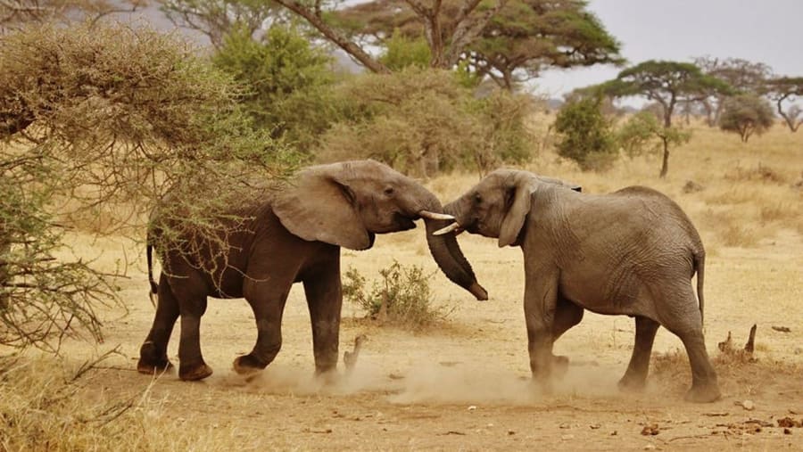 Bush Elephant