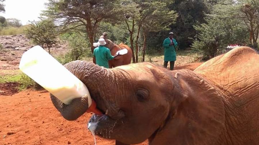 Baby Elephants of Kenya
