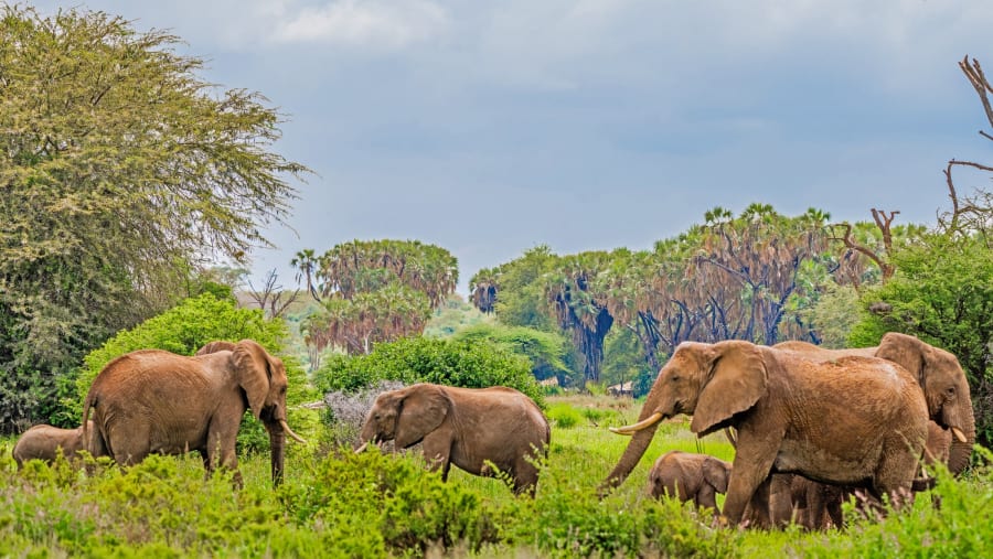Bush Elephant