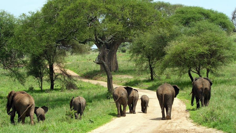 Spot wildlife