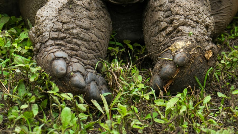 Giant Tortoise