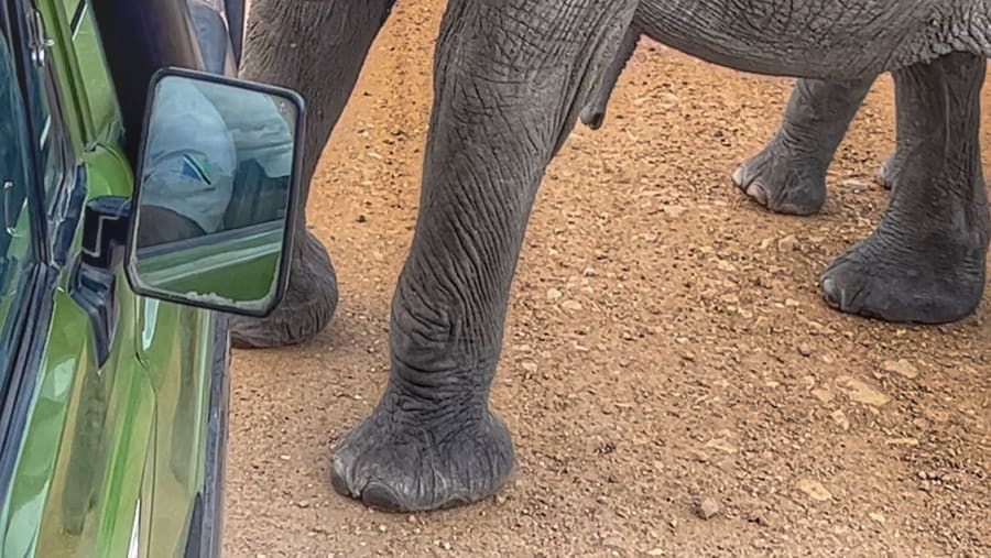 Animal Encounter
