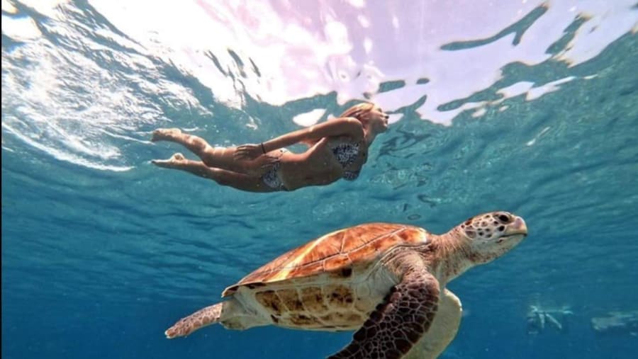 Sea Turtles