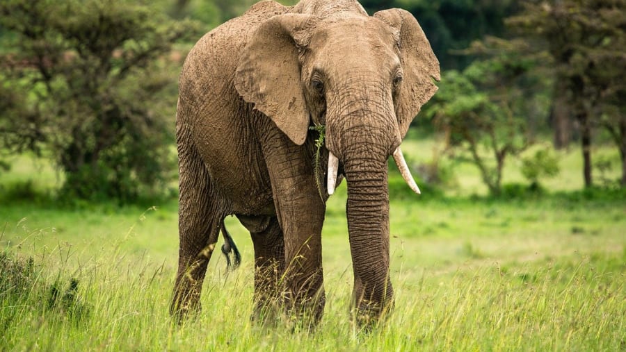 Witness the wildlife