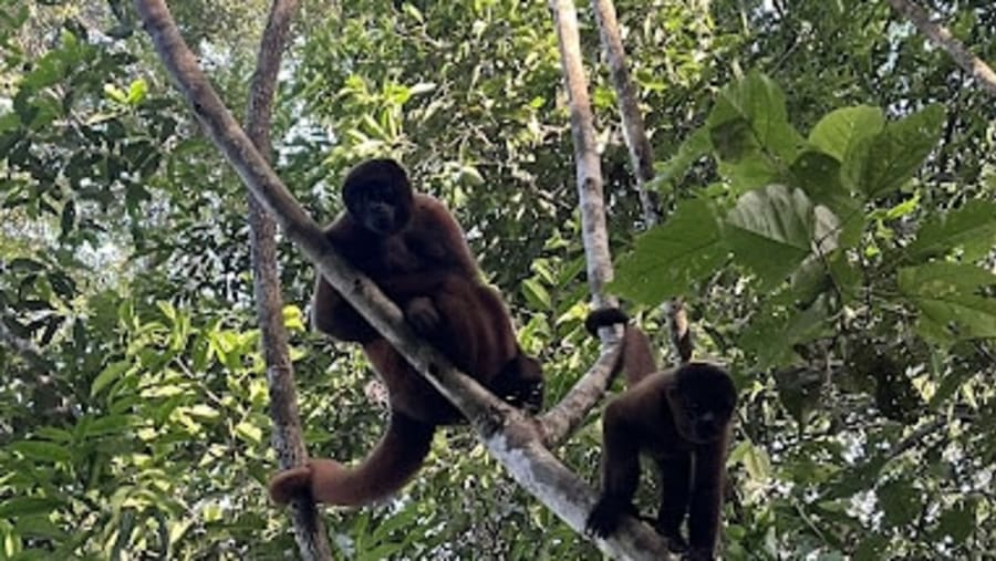 Animal Spotting