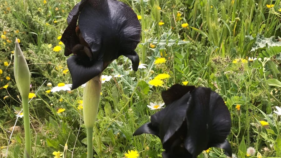 The Black Iris