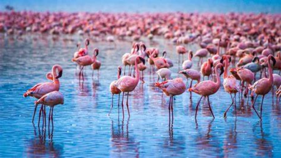 Flamingos