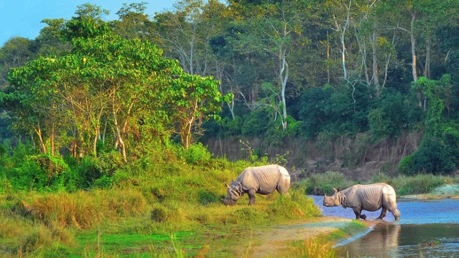 Rhinos