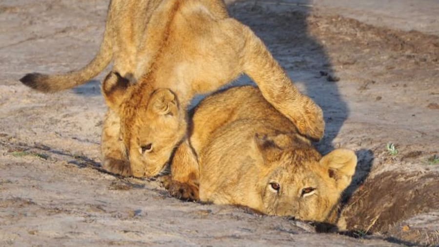 Witness the deadly animals