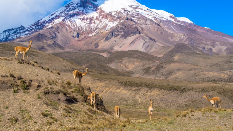 Chimborazo