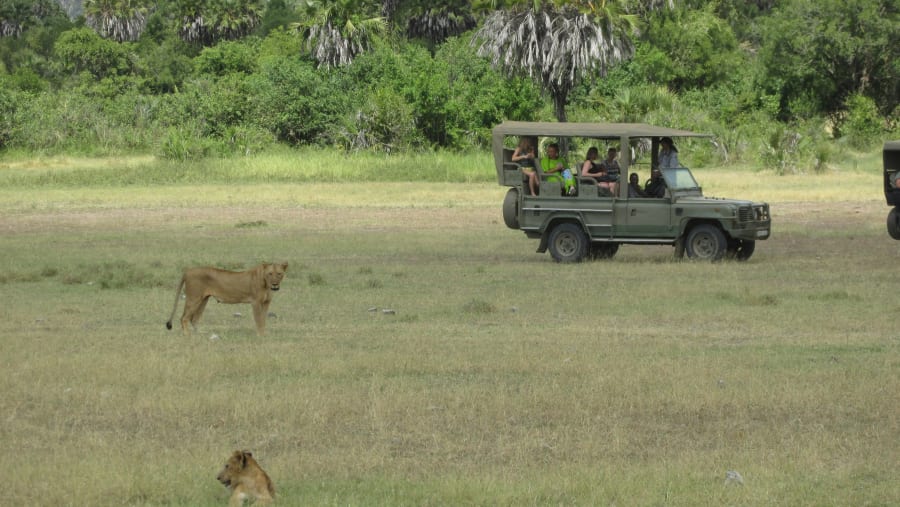 Safari Experience