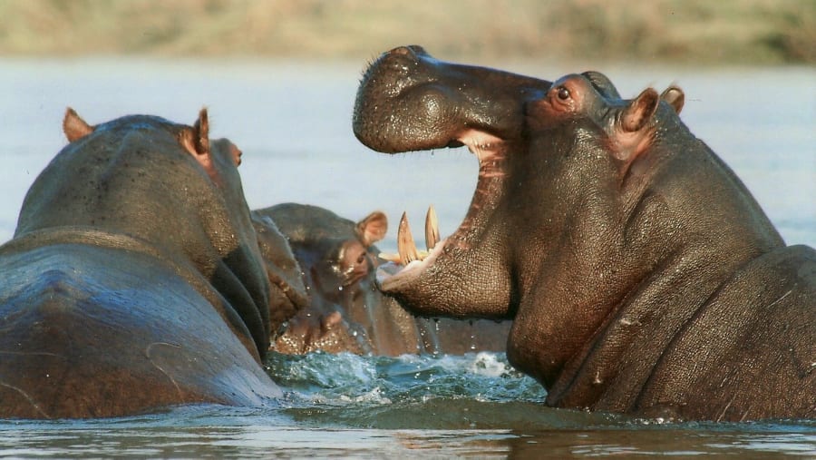 Hippo