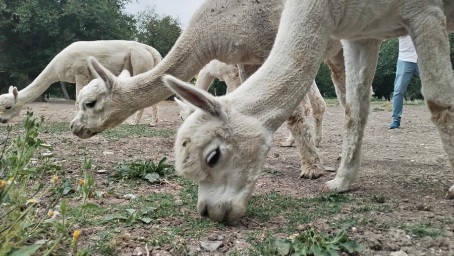 Alpaca