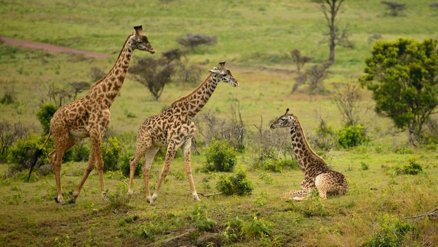 Baby Giraffes at Arusha