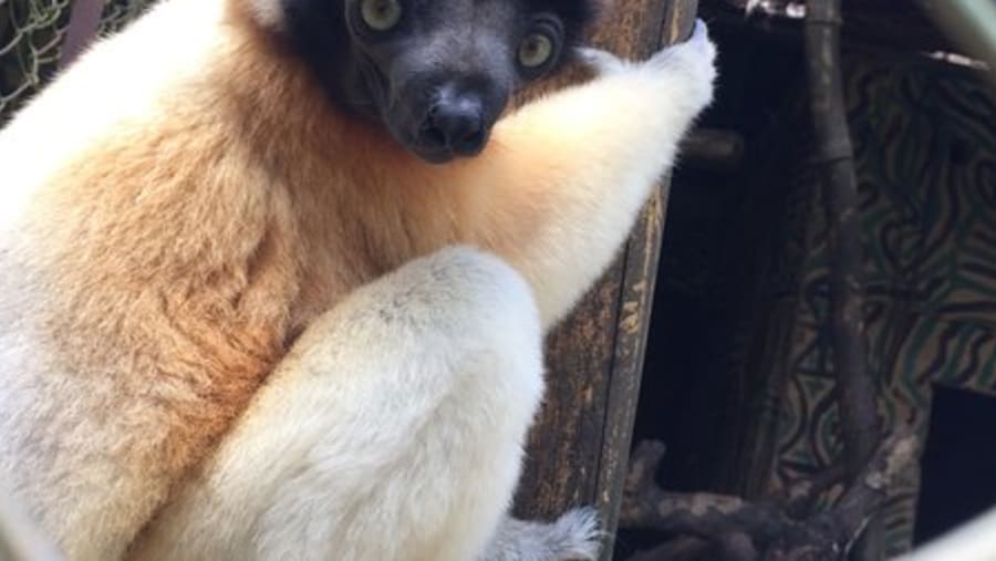 Sifaka spotting