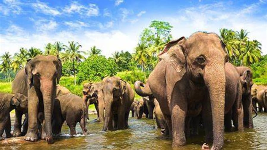 Elephant Meet