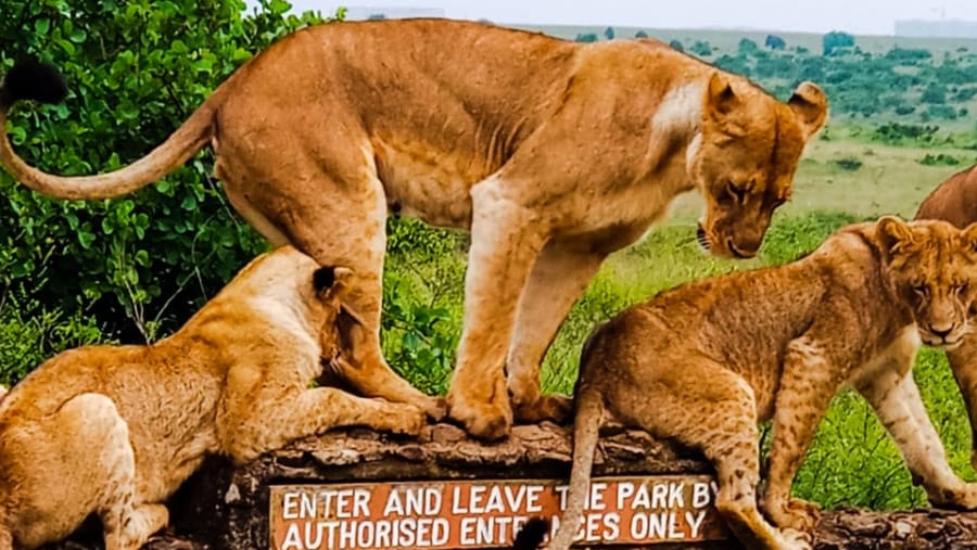 The Pride in Nairobi National Park