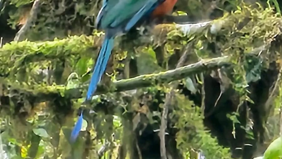 Explore the unique bird life at Amber Mount National Park