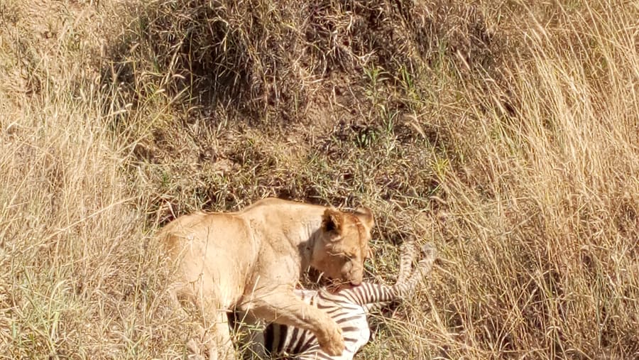 lioness and her prey