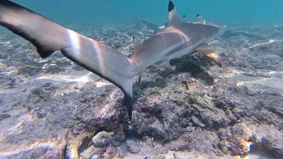 Shark