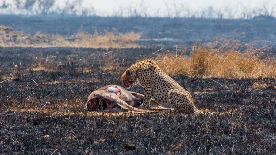Cheetah and its prey