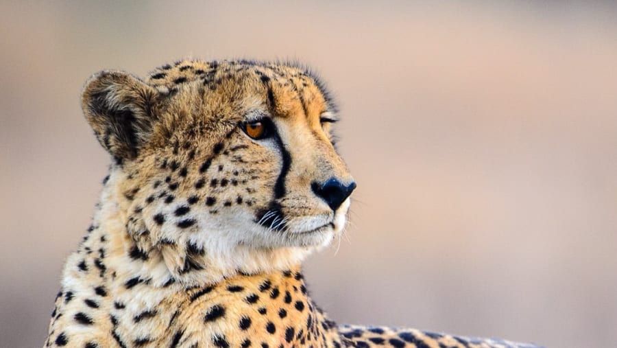 Witness the African wildlife