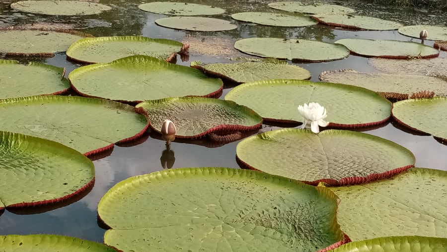 Giant water lily