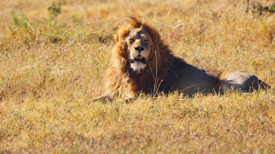 lion resting