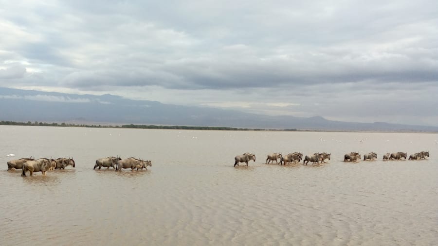 Animals crossing the river