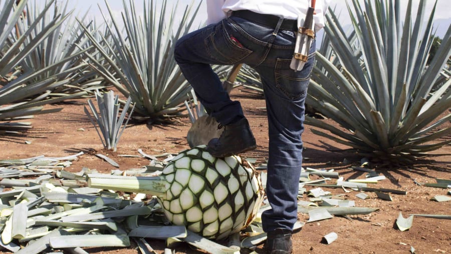 Learn how to harvest Agave