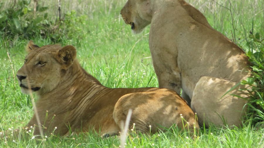 Lions at Mikumi National Park