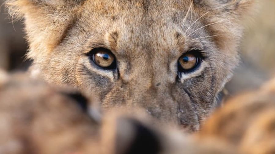 Witness the African wildlife