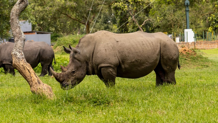 Rhino Tracking Tour