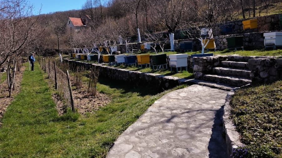 Walk through Vineyards