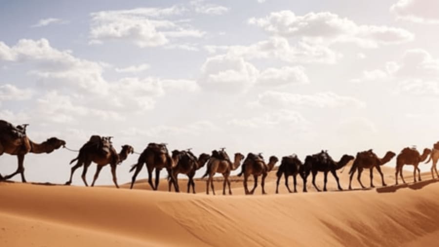 Camel Riding
