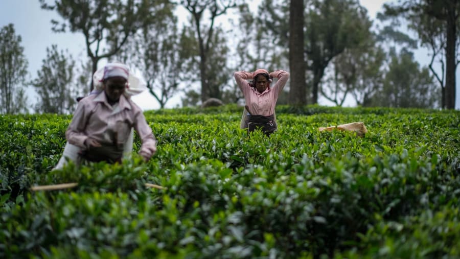 Tea Plantation, Nuwara Eliya